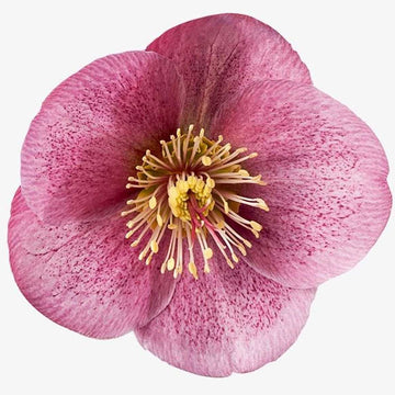 HELLEBORUS Frostkiss 'Charmer'