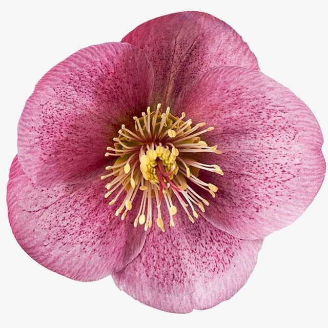 Helleborus 'Frostkiss Charmer' – Lenten Rose