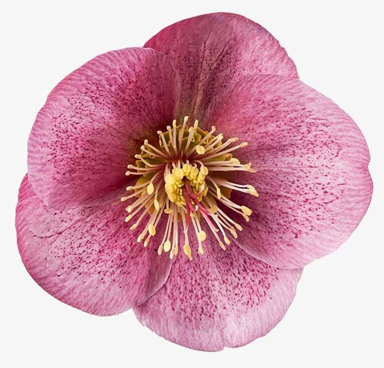 HELLEBORUS Frostkiss 'Charmer'