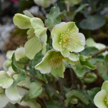 HELLEBORUS Frostkiss 'Bayli's Blush' (Available Now)