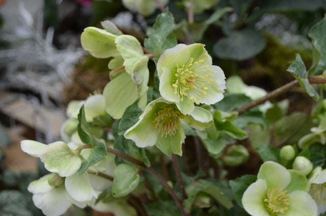 Helleborus 'Frostkiss Bayli's Blush' – Lenten Rose
