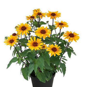 Heliopsis hybrid 'Punto Russo' – False Sunflower