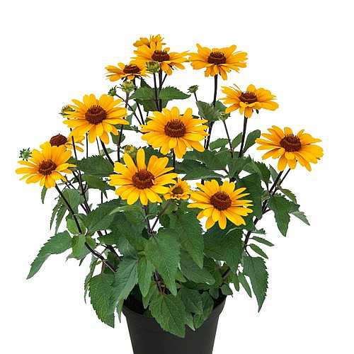 Heliopsis hybrid 'Punto Russo' – False Sunflower