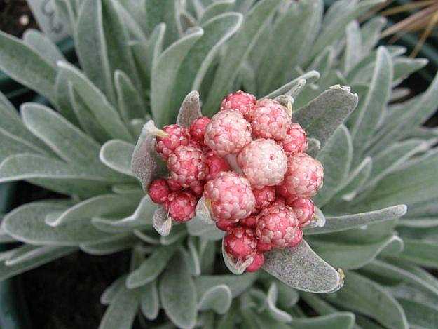Helichrysum 'Ruby Cluster' – Strawflower