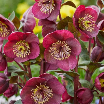 HELLEBORUS Frostkiss 'Vibey Velvet'