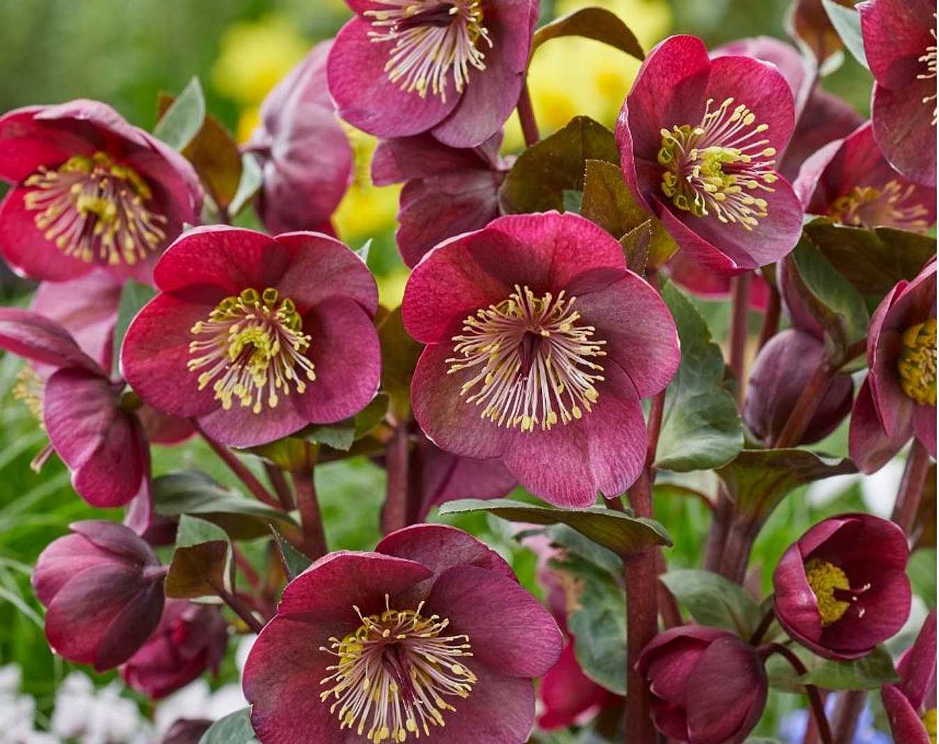 HELLEBORUS Frostkiss 'Vibey Velvet'