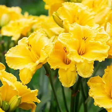 HEMEROCALLIS 'Stella Supreme'