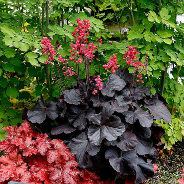 Heuchera 'Black Forest Cake' – Coral Bells