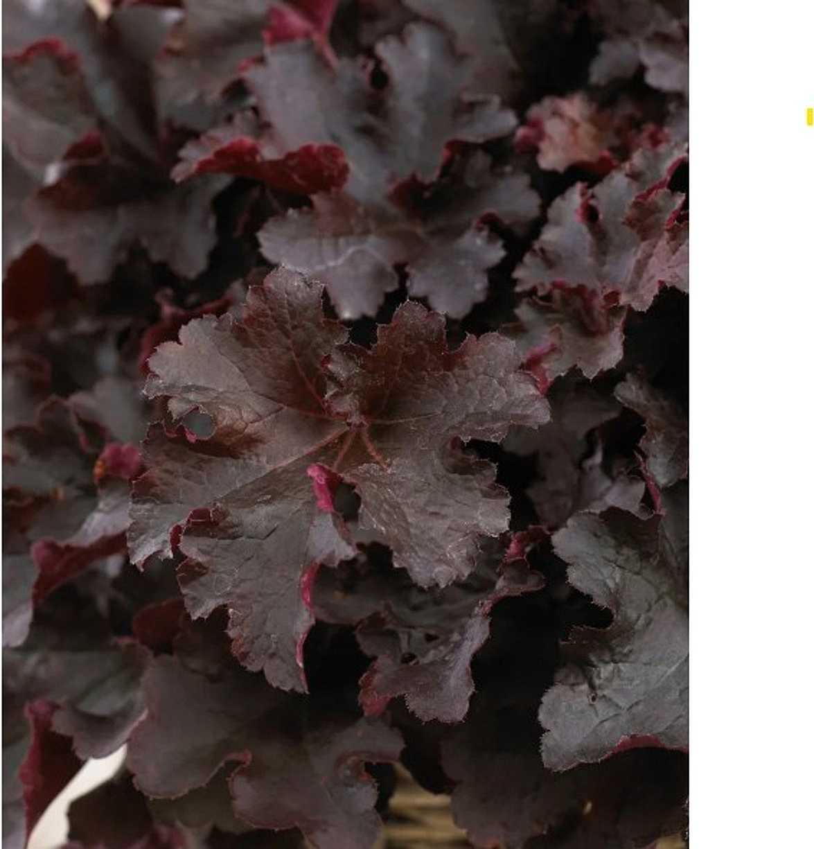 Heuchera 'Bilberry' – Coral Bells