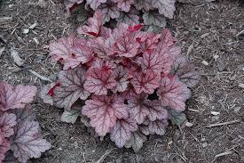 Heuchera Kira 'Jersey' – Coral Bells