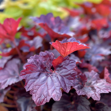 HEUCHERA hybrid 'Melting Fire'