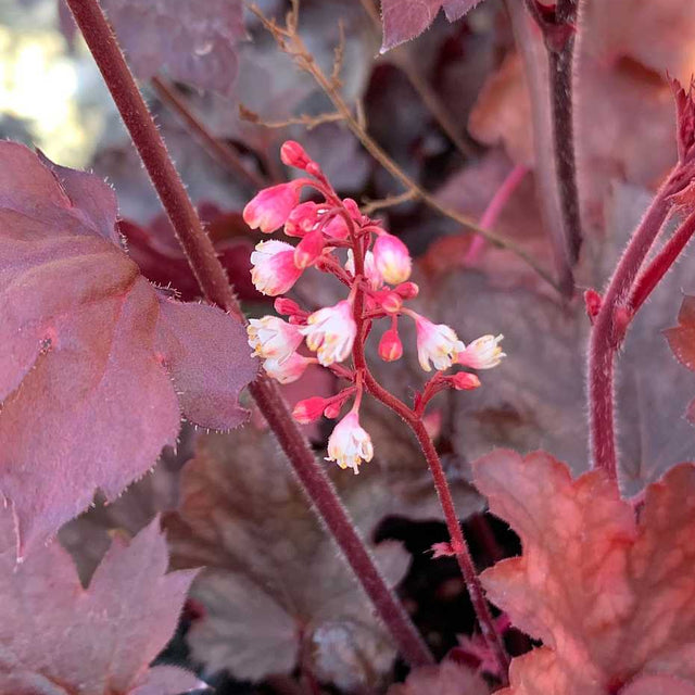 Heuchera 'Fire Chief' – Coral Bells