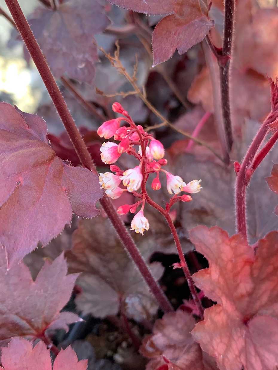 Heuchera 'Fire Chief' – Coral Bells