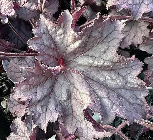 Heuchera x villosa 'Grande Amethyst' – Coral Bells