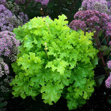 HEUCHERA 'Lime Ruffles'  (Coral Bells)