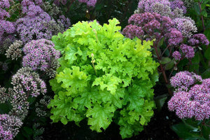 Heuchera 'Lime Ruffles' – Coral Bells