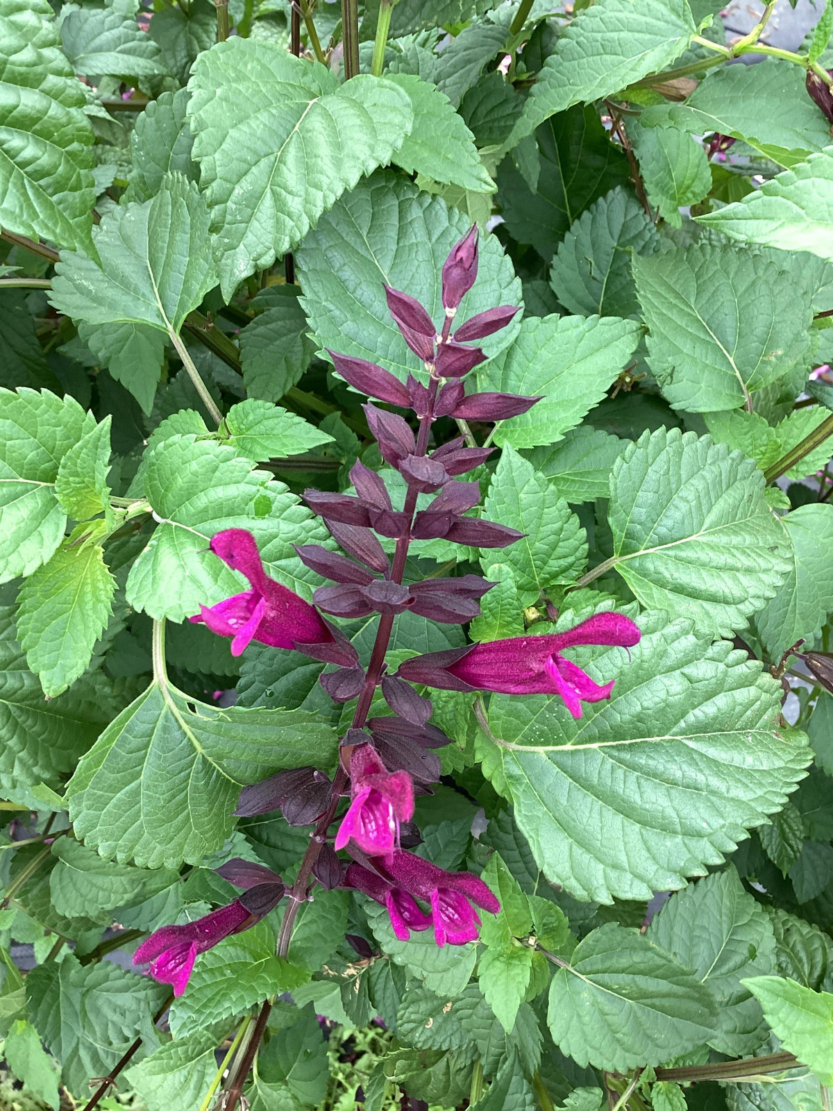 Salvia guaranitica 'Plum Crazy' – Anise-Scented Sage