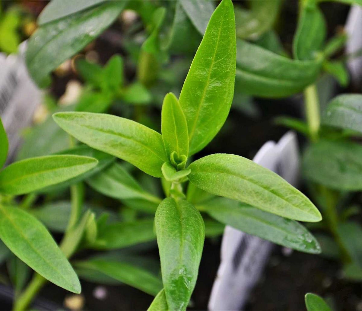Hyssopus officinalis – Common Hyssop