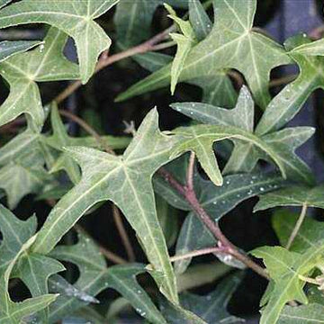 HEDERA helix 'Needlepoint'