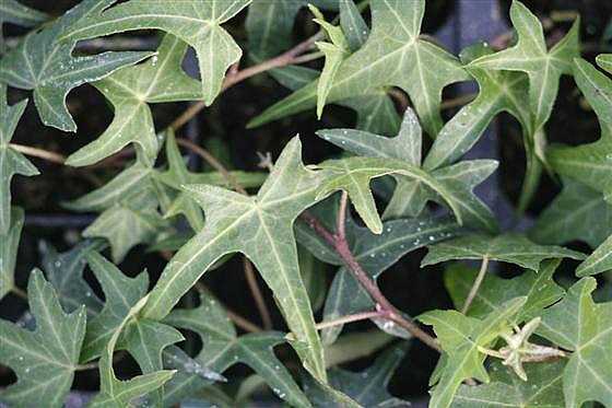 HEDERA helix 'Needlepoint'