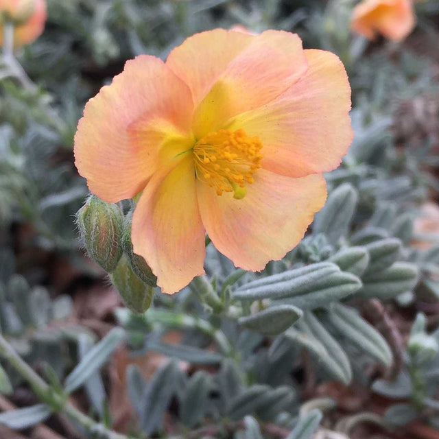 HELIANTHEMUM 'Cheviot' – live plant