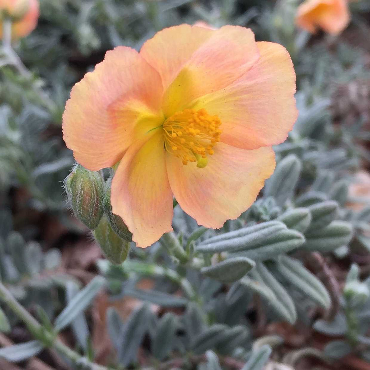 HELIANTHEMUM 'Cheviot' – live plant
