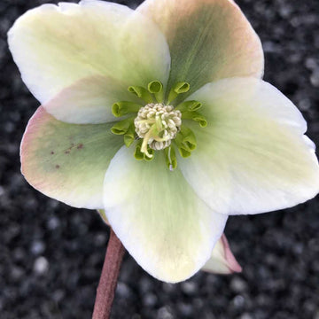 Helleborus 'Ivory Prince' – Lenten Rose