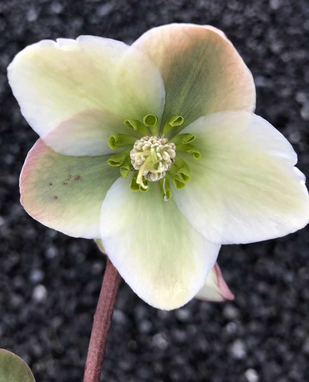 Helleborus 'Ivory Prince' – Lenten Rose