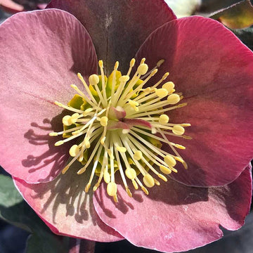 HELLEBORUS Frostkiss 'Penny's Pink'