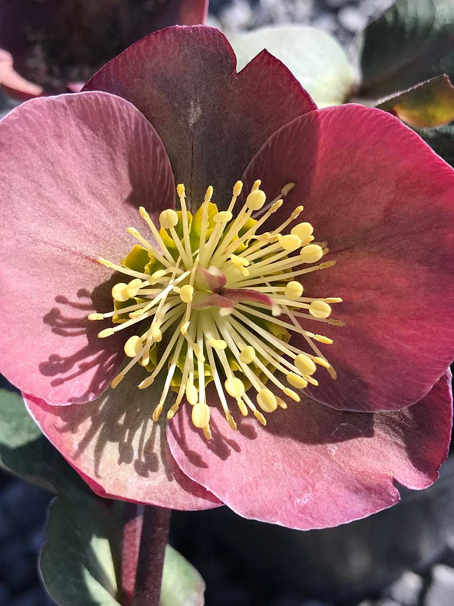 HELLEBORUS Frostkiss 'Penny's Pink'