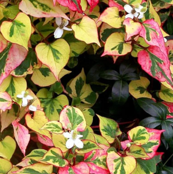 HOUTTUYNIA cordata 'Chameleon' (syn. 'Variegata')