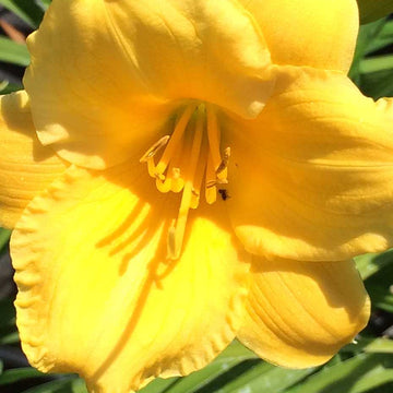 HEMEROCALLIS 'Stella de Oro' ('Stella D'Oro')