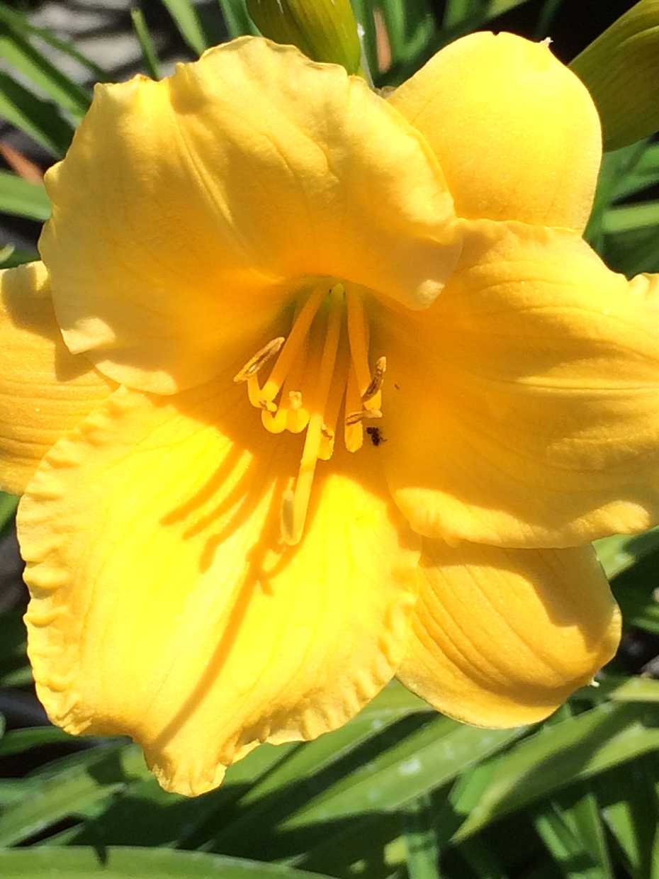 HEMEROCALLIS 'Stella de Oro' ('Stella D'Oro')