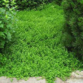 Herniaria glabra – Green Carpet, Rupture Wort
