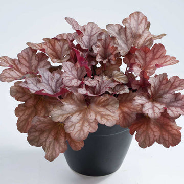 HEUCHERA Kira 'Arizona'