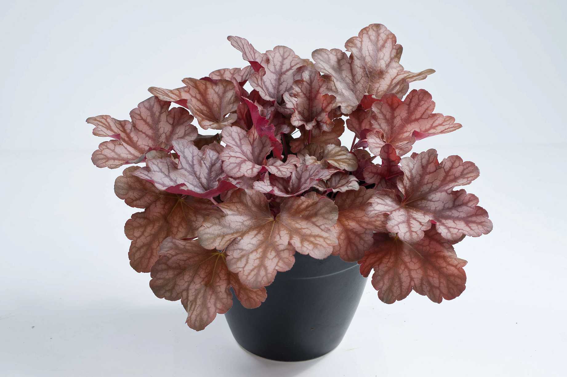 HEUCHERA Kira 'Arizona'