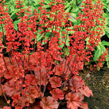 HEUCHERA 'Cherry Cola' (Alum Root, Coral Bells)