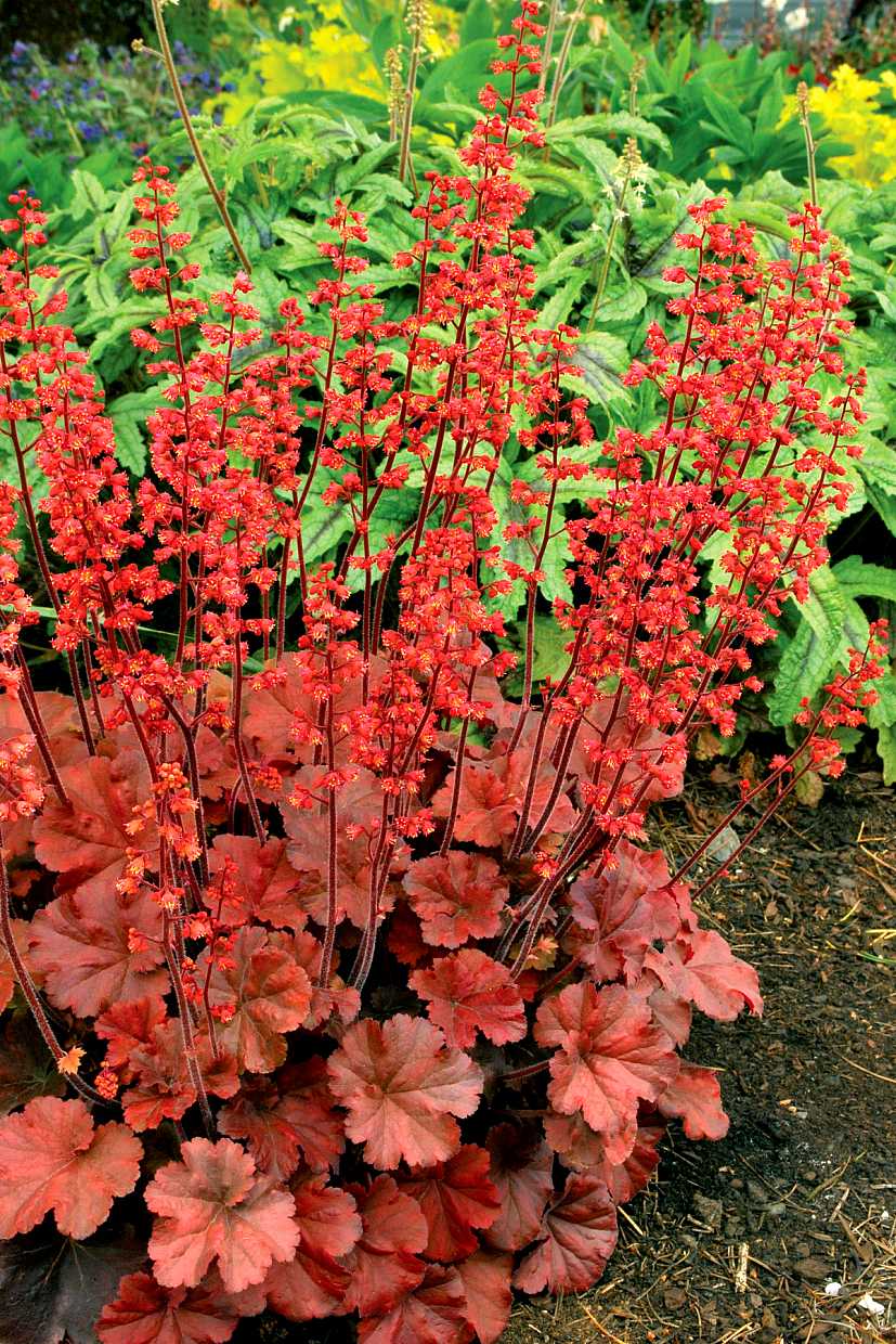 HEUCHERA 'Cherry Cola' (Alum Root, Coral Bells)