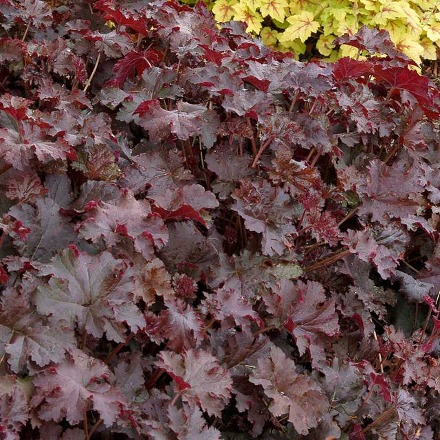 Heuchera 'Chocolate Ruffles' – Coral Bells