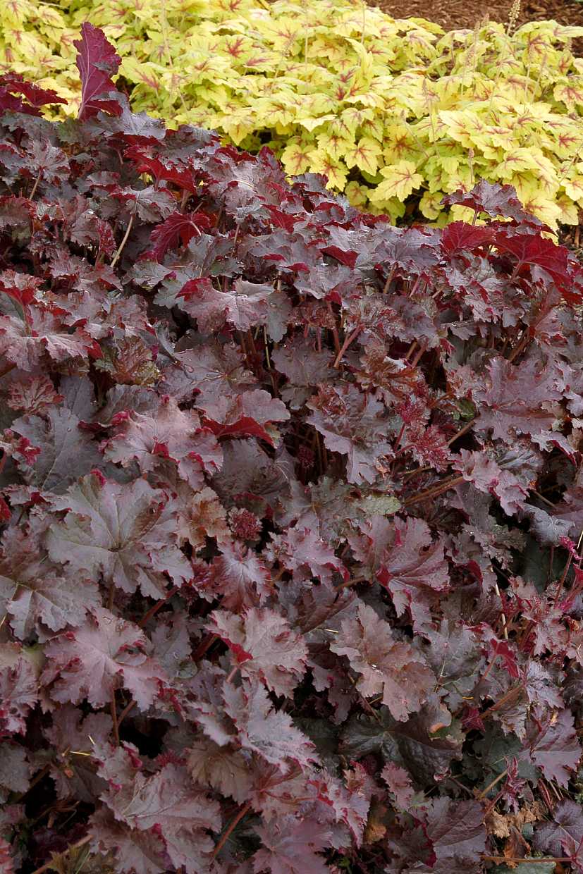 HEUCHERA 'Chocolate Ruffles' (Alum Root, Coral Bells)