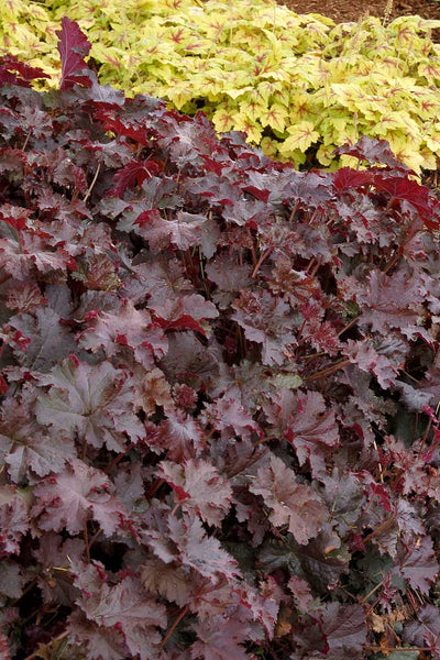 Heuchera 'Chocolate Ruffles' – Coral Bells