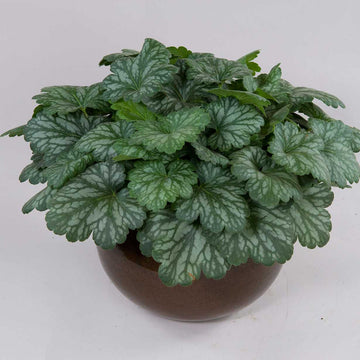 HEUCHERA Kira 'Evergreen Forest'