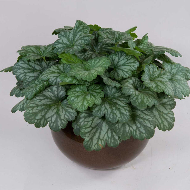 Heuchera Kira 'Evergreen Forest' – Coral Bells