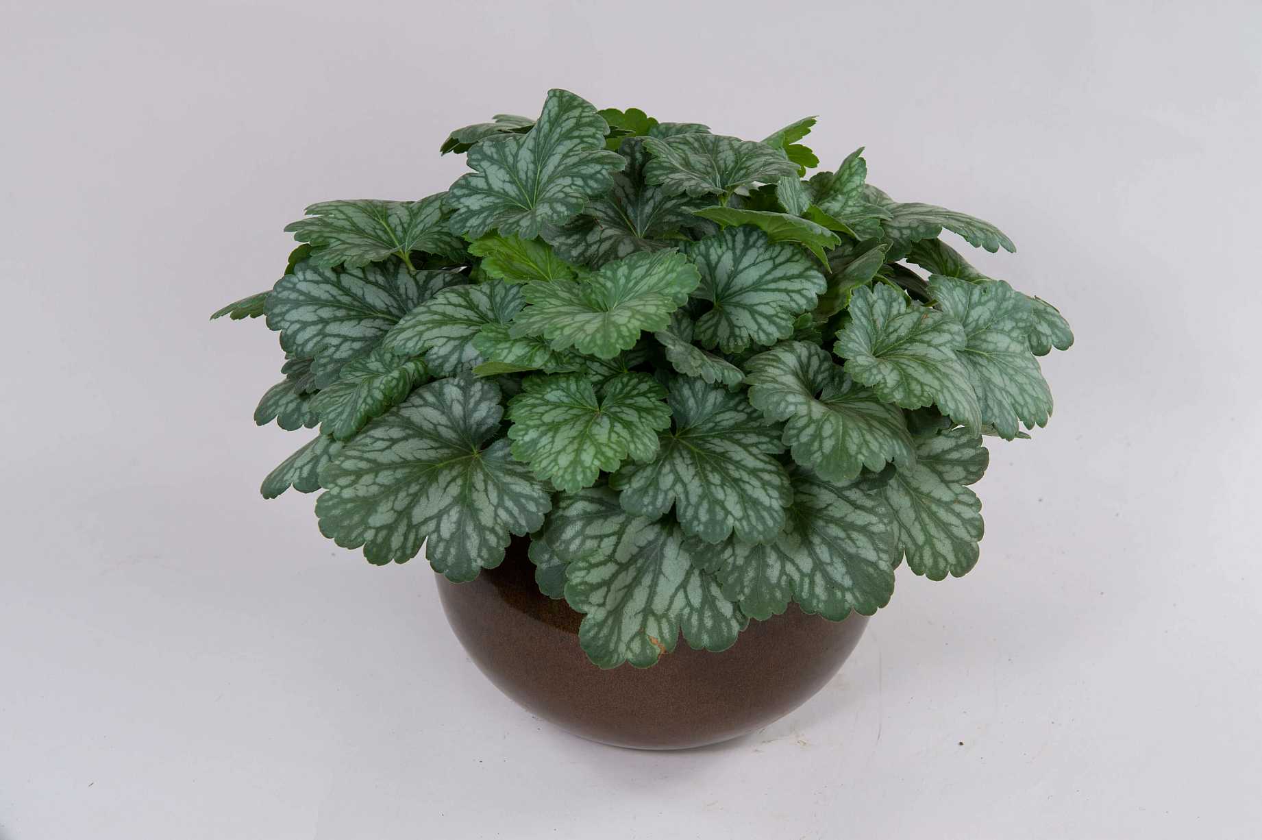 HEUCHERA Kira 'Evergreen Forest'