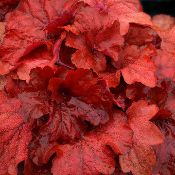 HEUCHERA 'Fire Alarm' (Alum Root, Coral Bells)