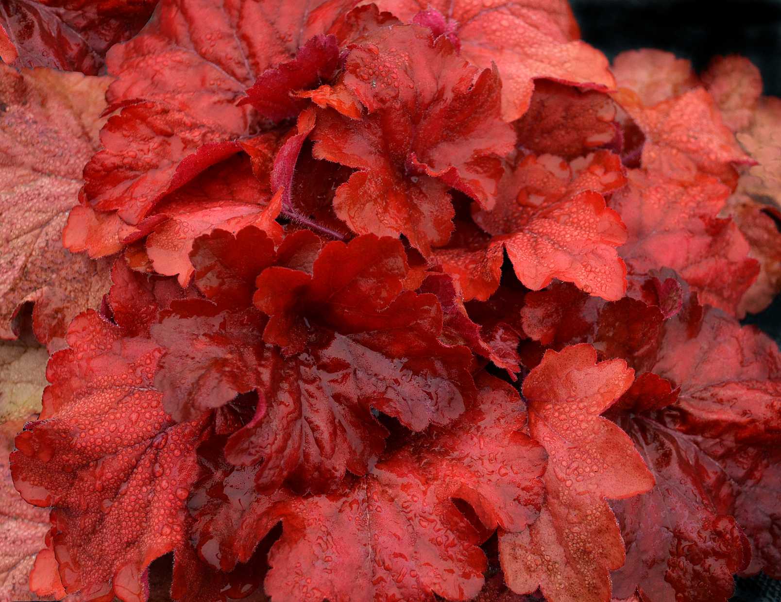 HEUCHERA 'Fire Alarm' (Alum Root, Coral Bells)