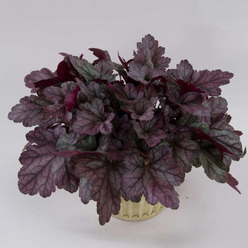 HEUCHERA Kira 'Purple Rain Forest'