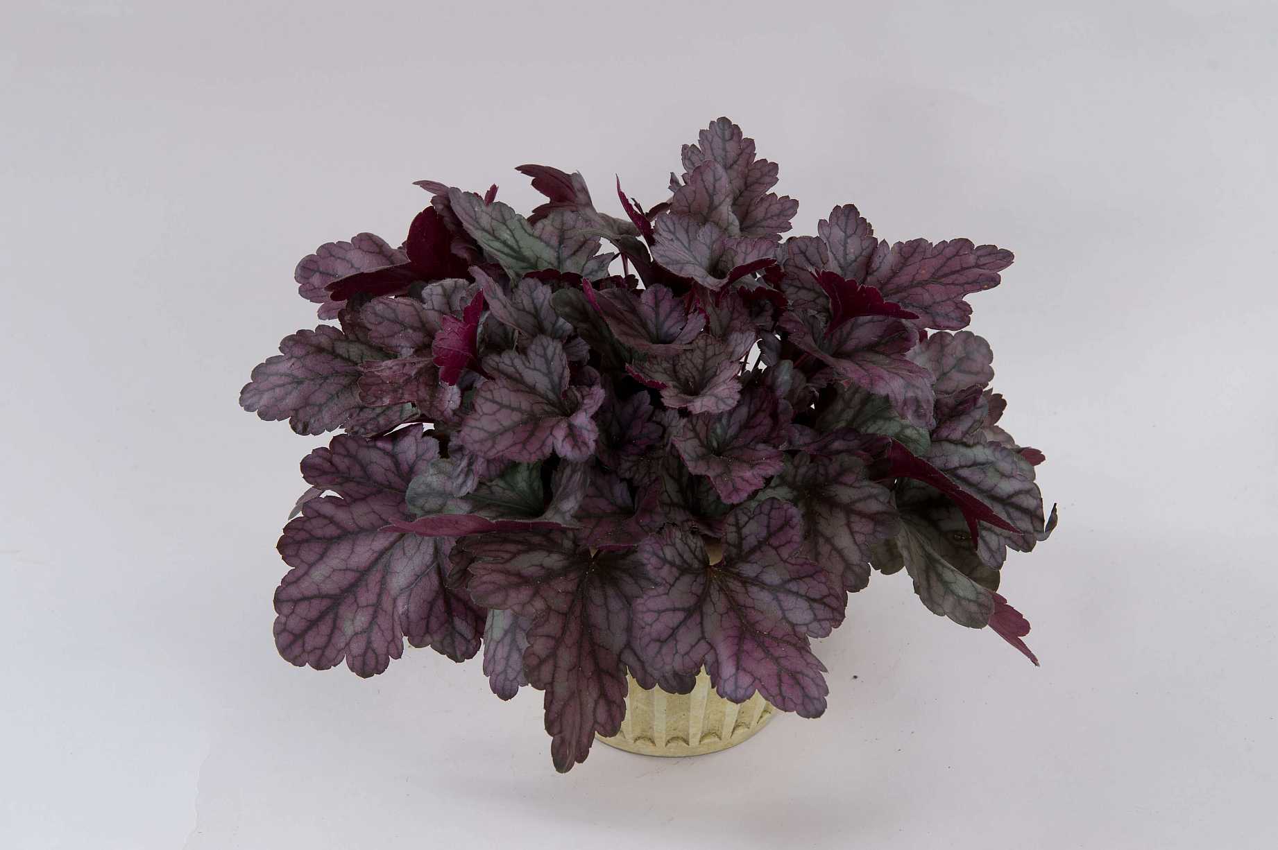 HEUCHERA Kira 'Purple Rain Forest'