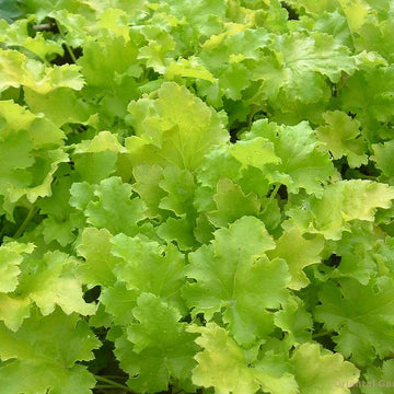 HEUCHERA 'Lime Rickey' (Coral Bells)