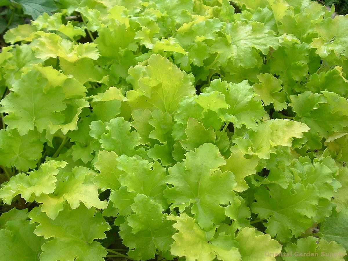 HEUCHERA 'Lime Rickey' (Coral Bells)